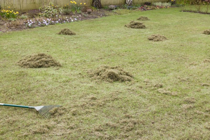 Benefits of Lawn Dethatching