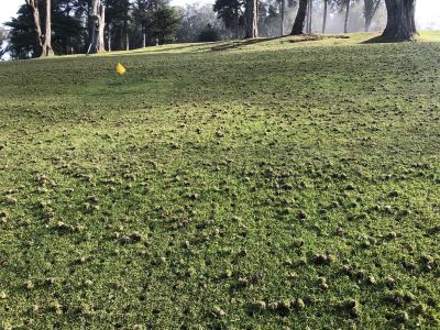 Before and After Aeration
